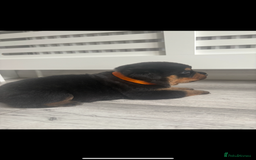 Rottweiler dogs for sale: Rottweiler puppies for sale - Image 11