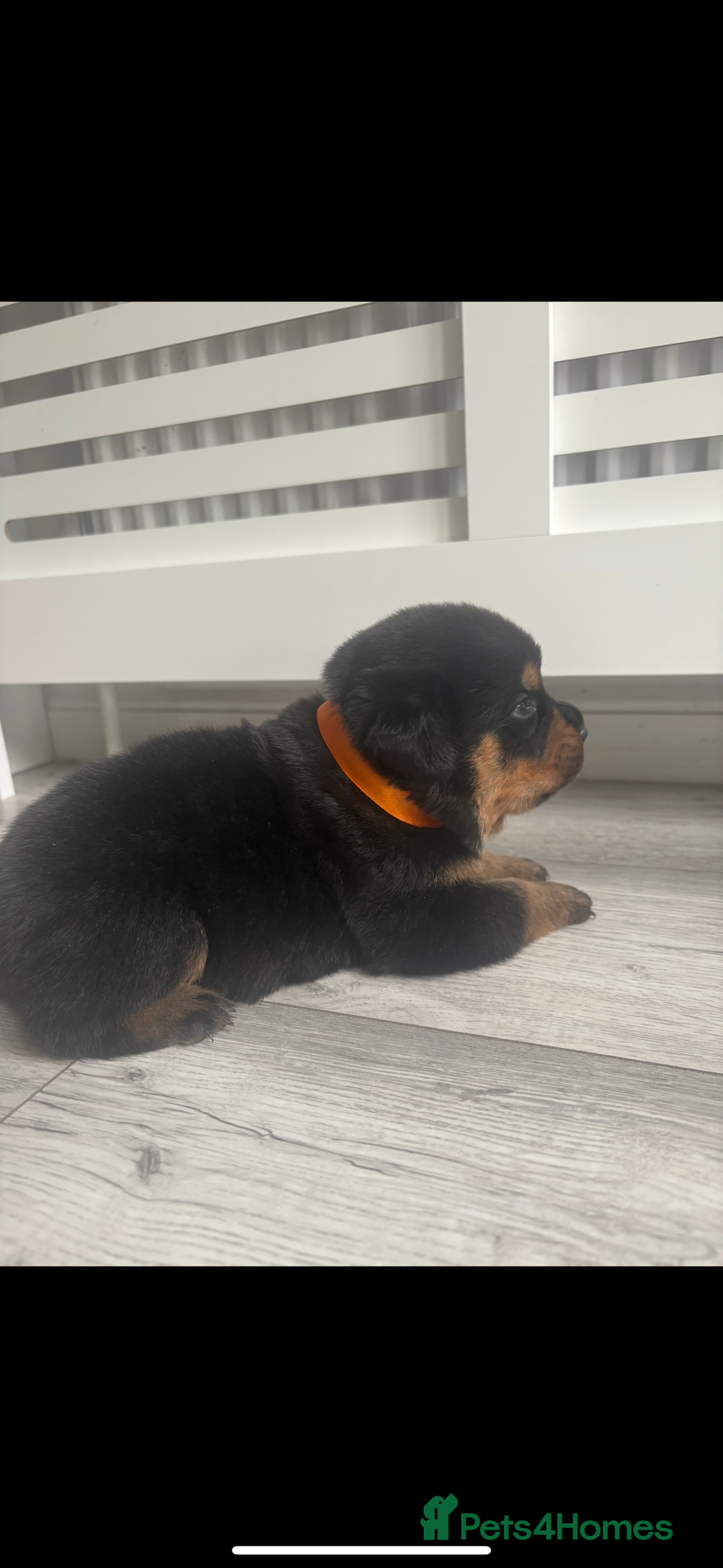 Rottweiler dogs for sale: Rottweiler puppies for sale - Image 11