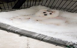 Maltese dogs for sale: Tiny korean - Image 9