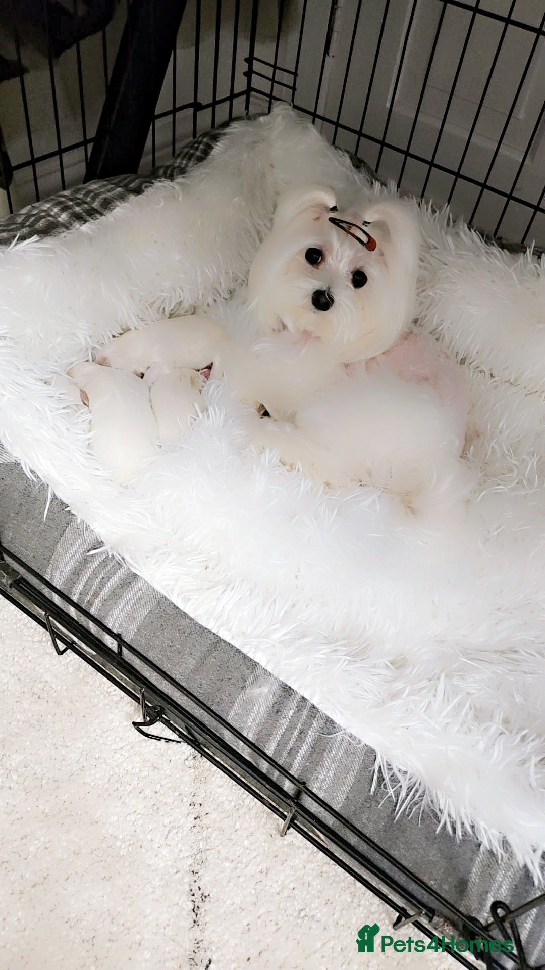 Maltese dogs for sale: Tiny korean - Image 9