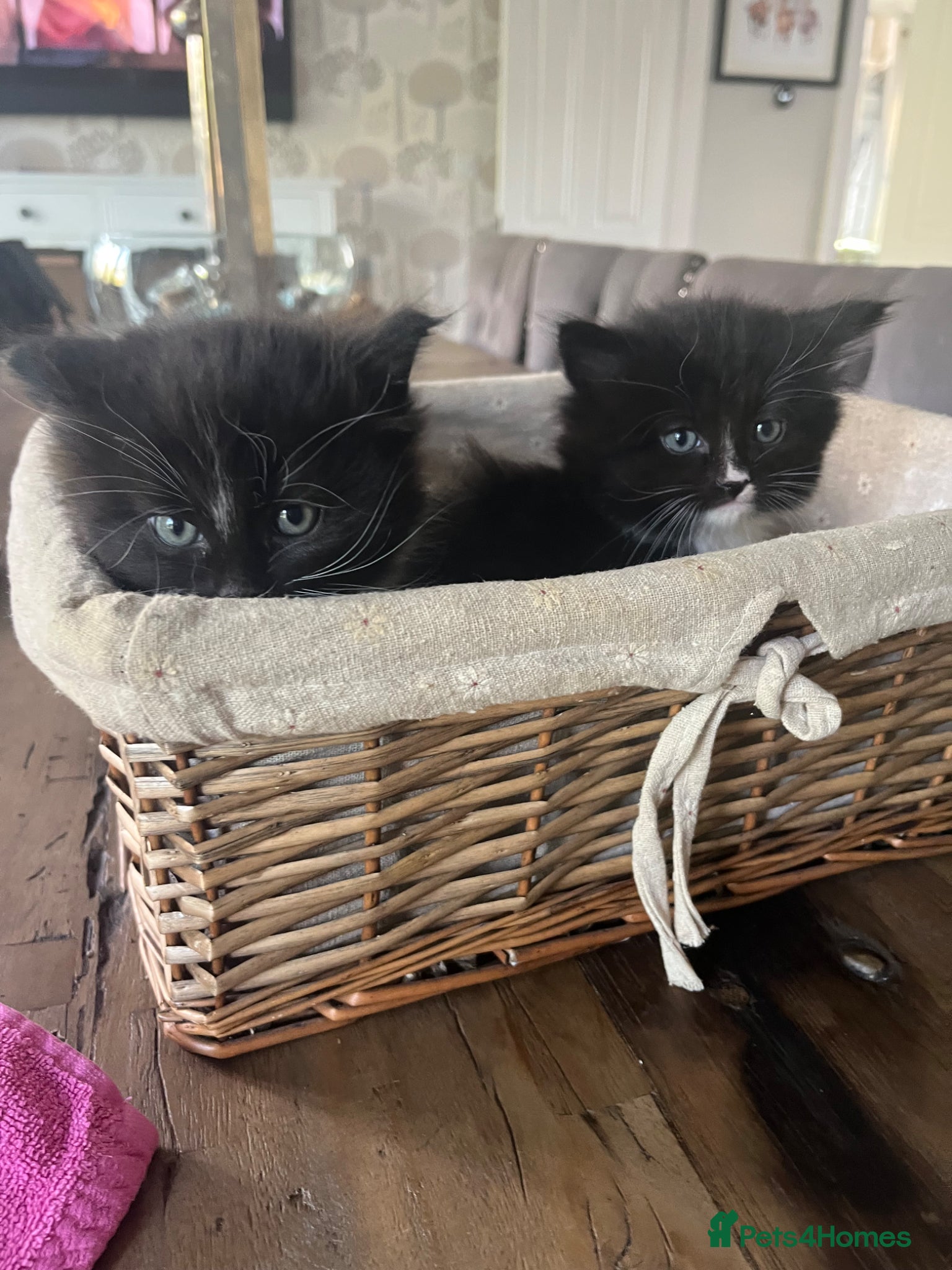 Mixed Breed cats Tuxedo Kittens ready to leave this weekend  - Advert 2