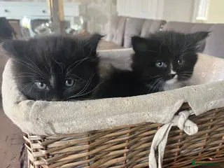Mixed Breed cats Tuxedo Kittens ready to leave this weekend - Advert 3