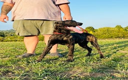 Belgian Shepherd Dog dogs for sale: Belgian Malinois / Dutch Herder  - Image 7