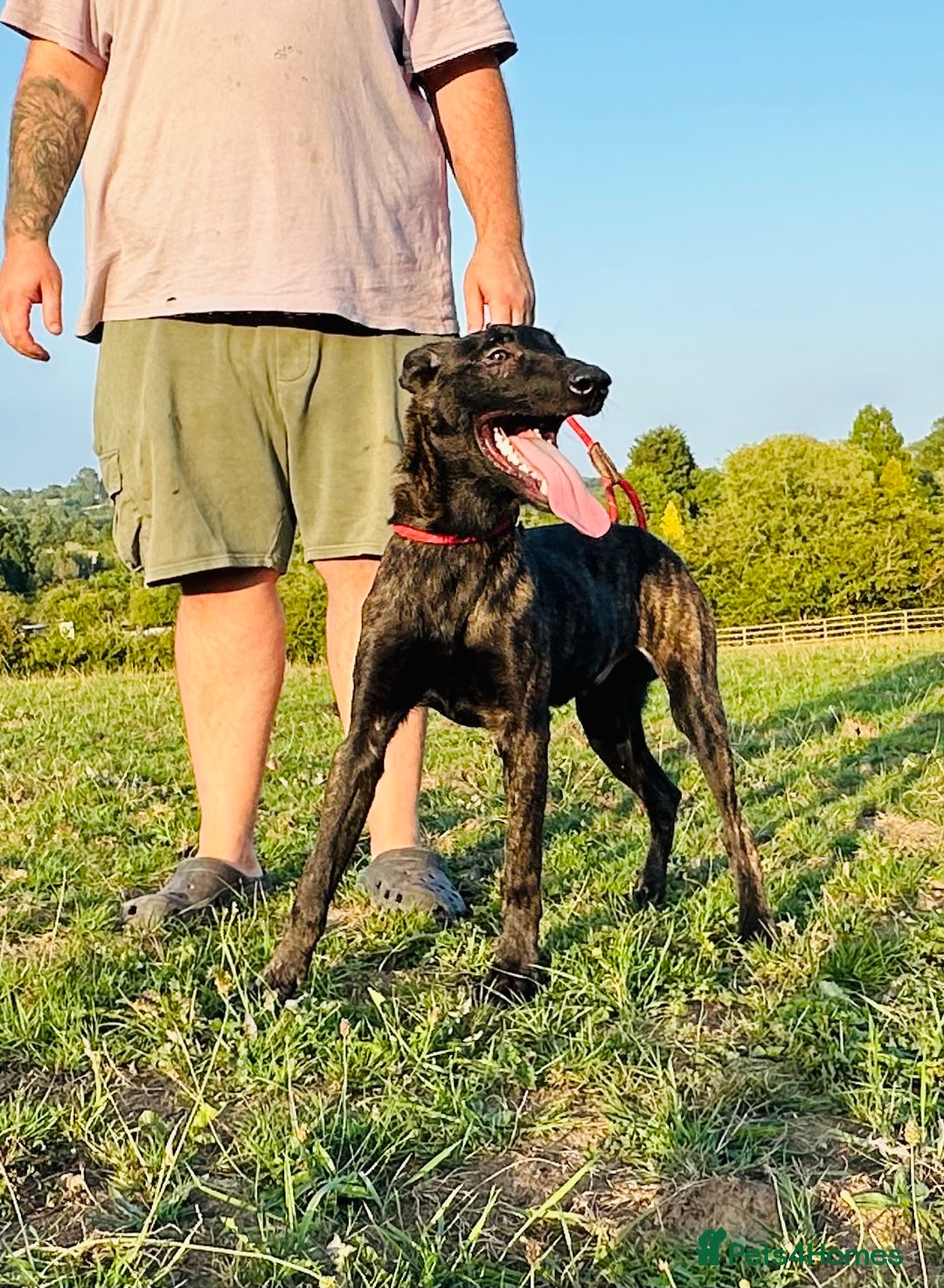 Belgian Shepherd Dog dogs for sale: Belgian Malinois / Dutch Herder  - Image 7