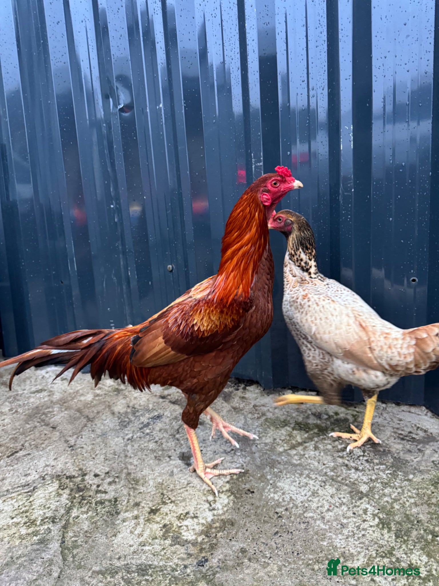 Chickens poultry Aseel Indius Gigante Chicken Pair Male and Female - Advert 1