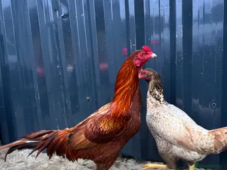 Chickens poultry Aseel Indius Gigante Chicken Pair Male and Female - Advert 1