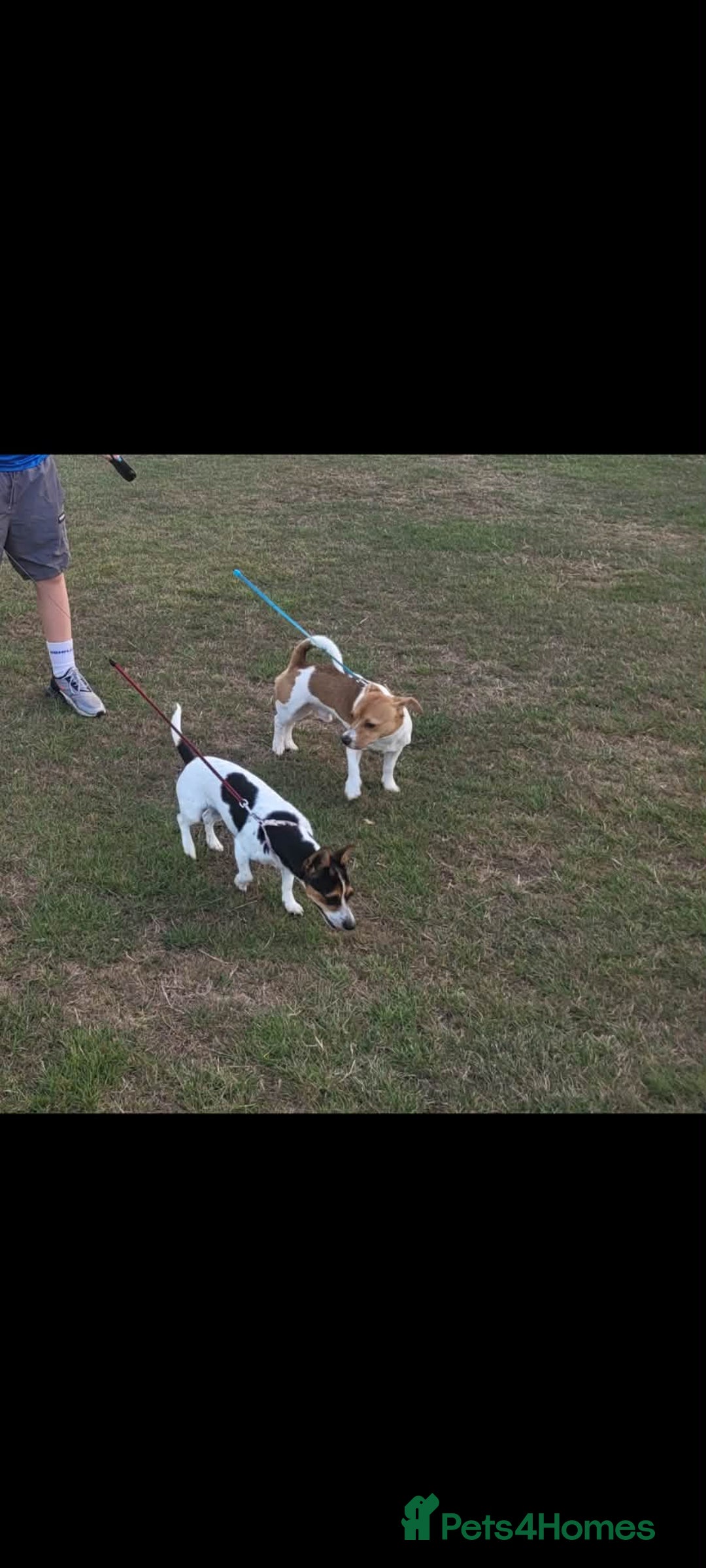 Jack Russell dogs for sale: 5 lovely Male jack Russel puppies for sale - Advert 1