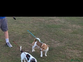 Jack Russell dogs 5 lovely Male jack Russel puppies for sale - Advert 4