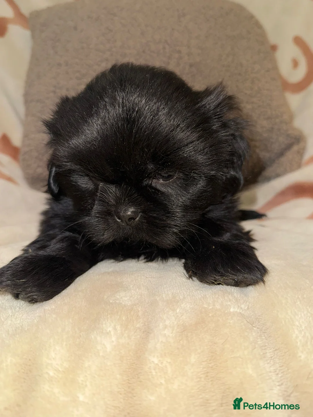 Shih Tzu dogs for sale: Stunning Black Shih Tzu Puppies - Advert 25