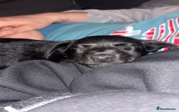 Mixed Breed dogs for sale: Jack Russell mix pup - Image 5