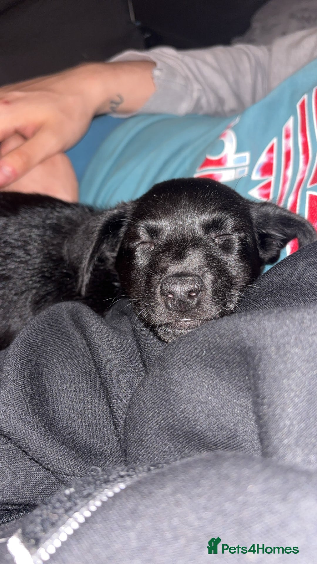 Mixed Breed dogs for sale: Jack Russell mix pup - Image 5