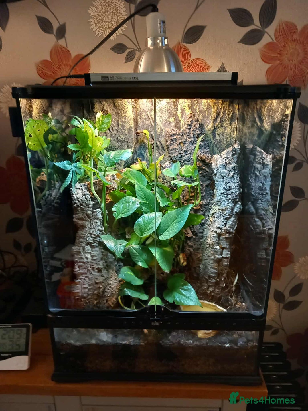Gecko reptiles for sale: 2 x Female Tokay geckos and individual set ups - Image 16