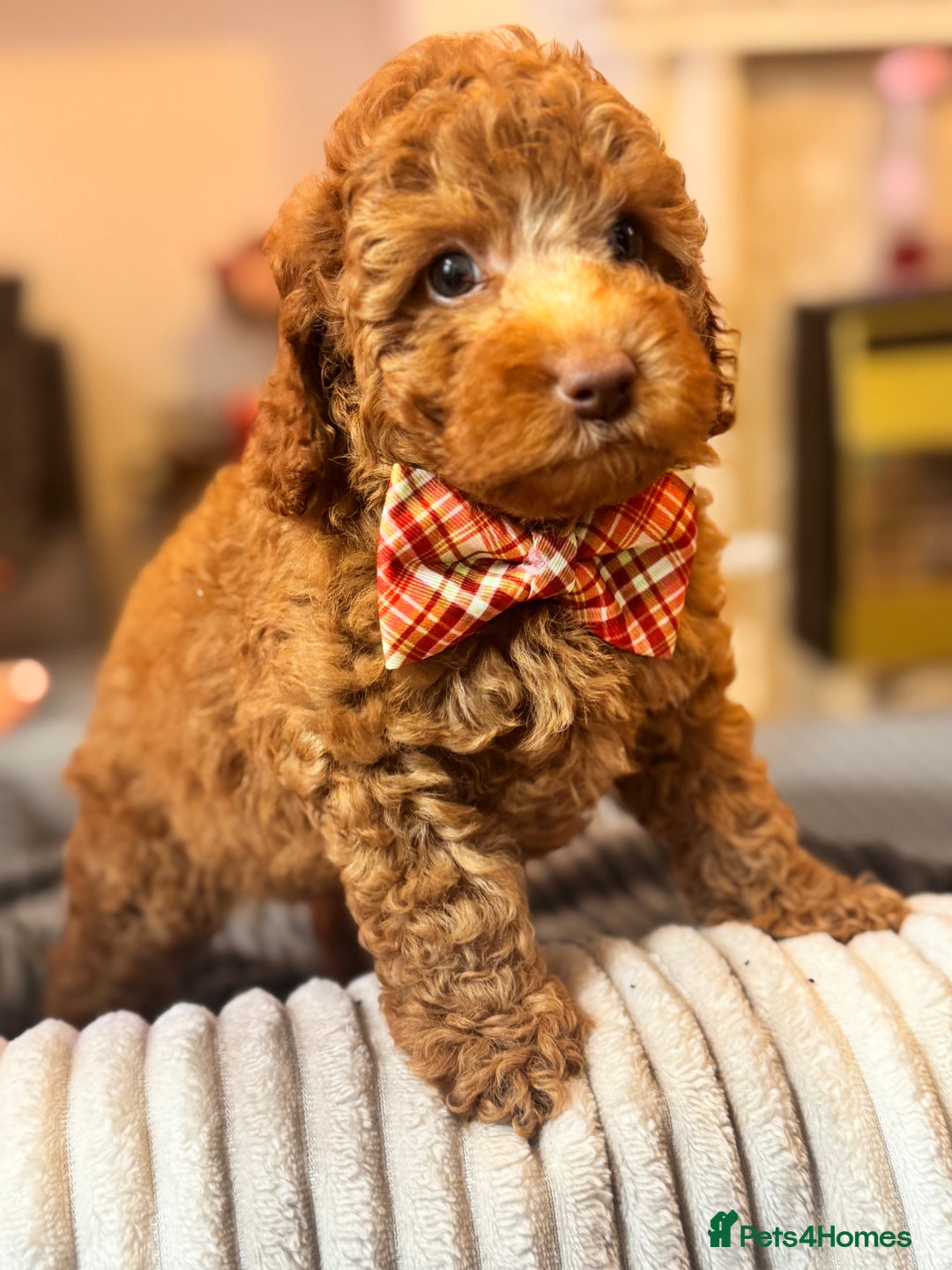 Cockapoo dogs for sale: Mini cockapoo puppies - Image 5