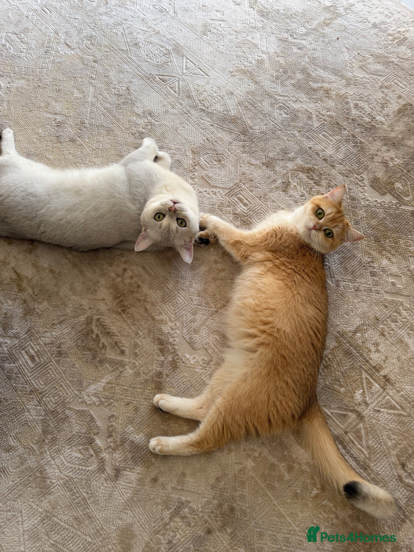 Brazilian Shorthair cats Adorable British Shorthair Kittens for Sale 🐱❤️ - Advert 1