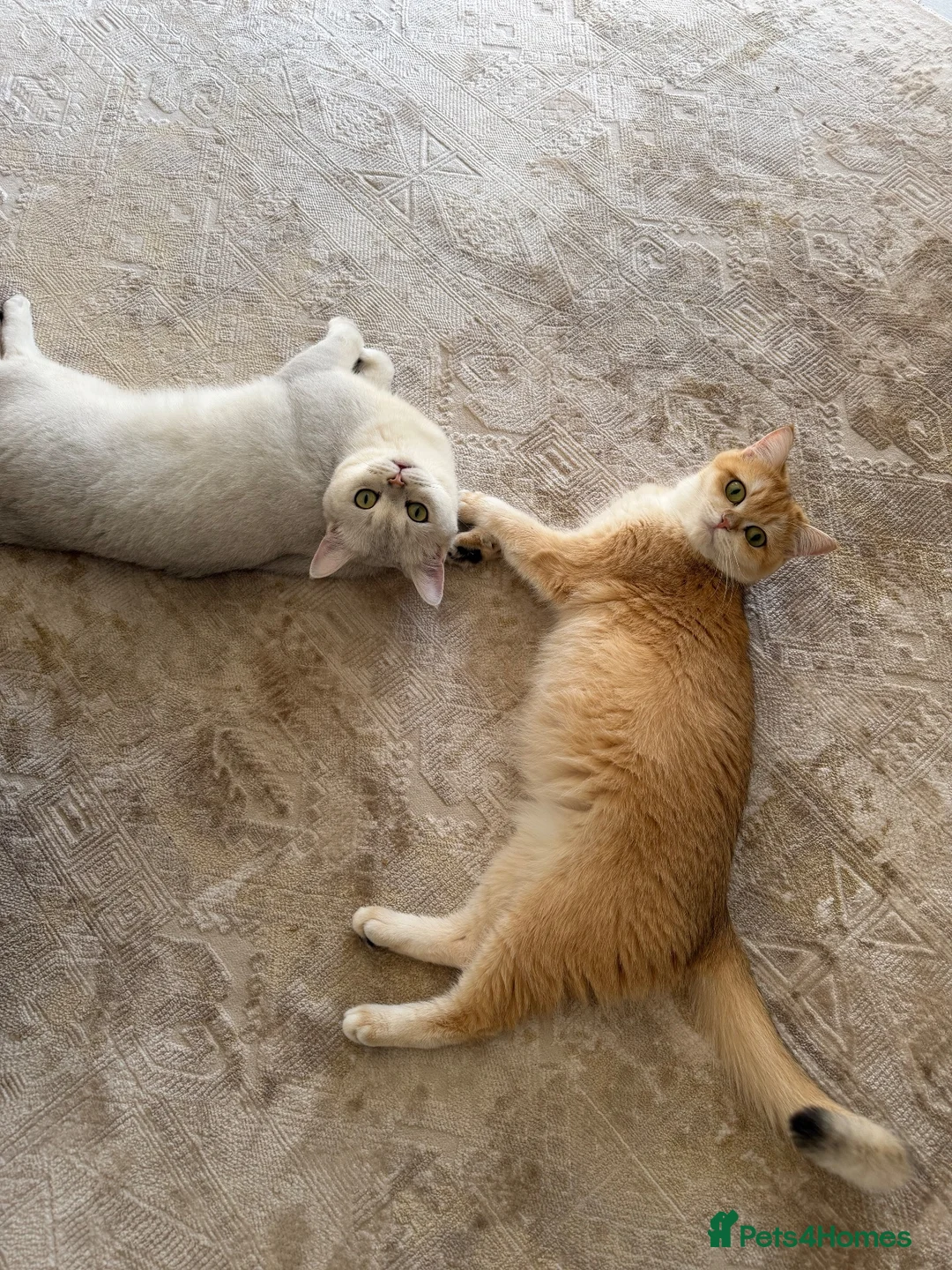 Brazilian Shorthair cats for sale: Adorable British Shorthair Kittens for Sale 🐱❤️ in London - Advert 1