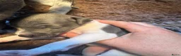 Italian Greyhound dogs for sale: Stunning well bred Italian greyhound  in Melrose - Advert 4