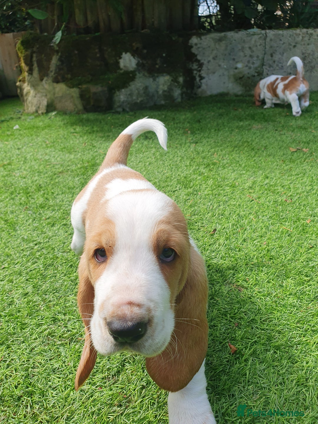Basset Hound dogs for sale: Basset Hound Puppies 2 R&W boys available - Image 2