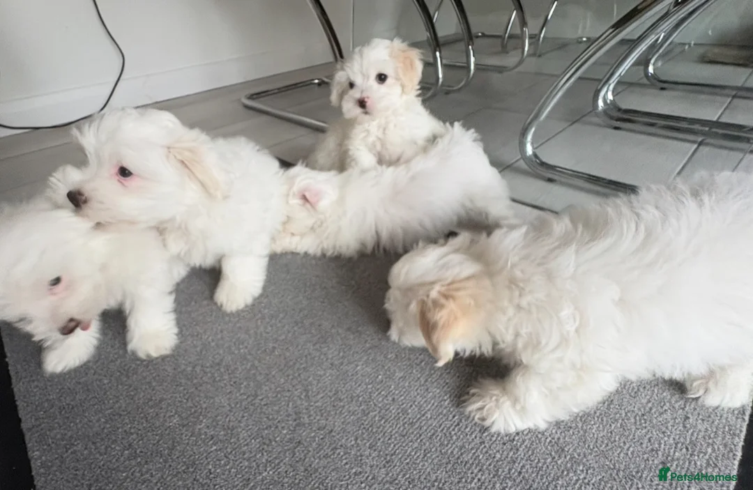 Maltese dogs for sale: Maltese puppies  - Advert 6