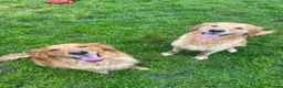 Golden Retriever dogs for sale: PERFECT LITTER KC REG HEALTH TESTED GOLDENS - Advert 13