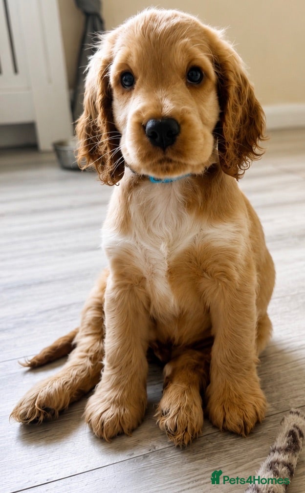 Cocker Spaniel dogs Final KC Golden Show Cocker Spaniel Boy Puppies - Advert 2