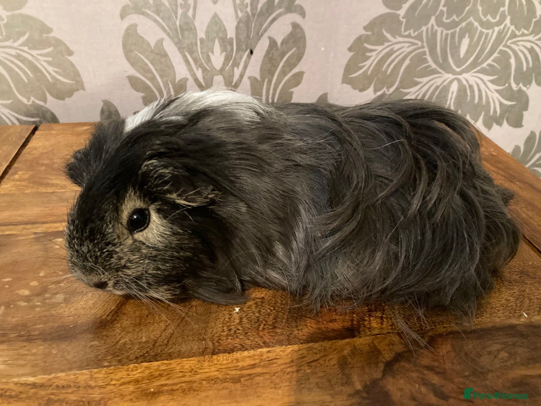 Guinea Pig rodents for sale: FEMALE Guinea pigs  - Advert 3