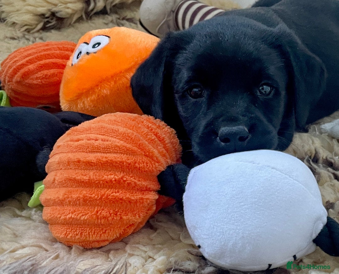 Labrador Retriever dogs for sale: KC Black Puppy ,Extensively health tested parents - Advert 5