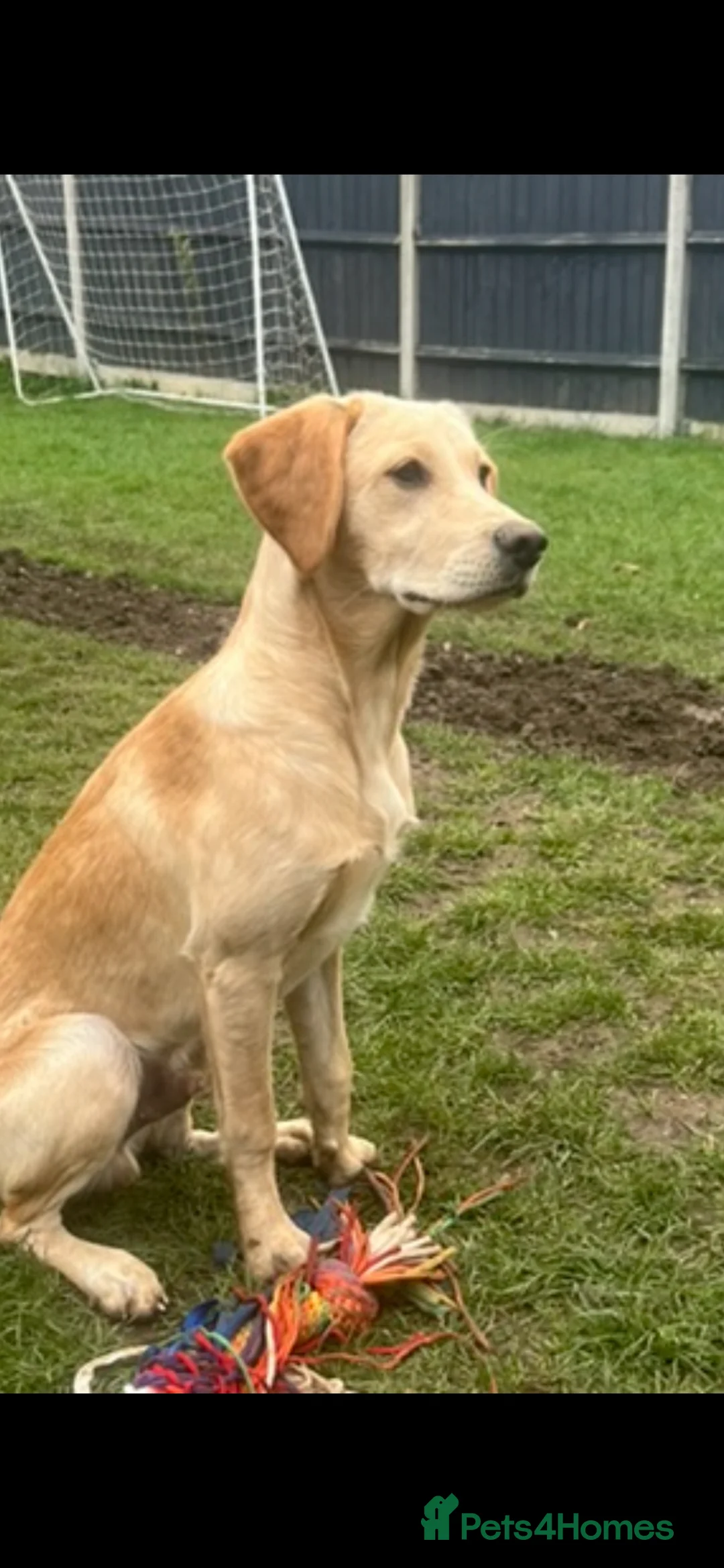 Goldador dogs for sale: Marley the goldador - lab X retriever in Leighton Buzzard - Advert 2
