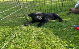 Labrador Retriever dogs for sale: Beautiful Labrador X Puppies  - Image 3