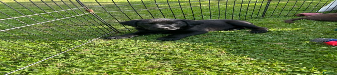 Labrador Retriever Puppy 2