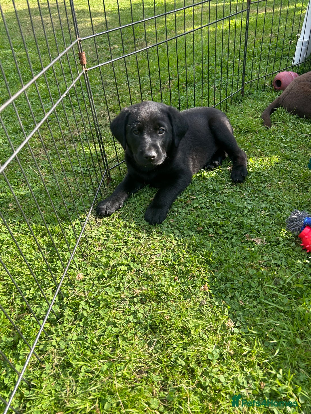 Labrador Retriever dogs for sale: Beautiful Labrador X Puppies  - Image 3