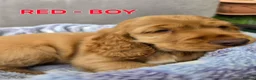 Cocker Spaniel dogs for sale: Beautiful 100% Cocker Spaniel puppies- litter of 6 - Advert 13
