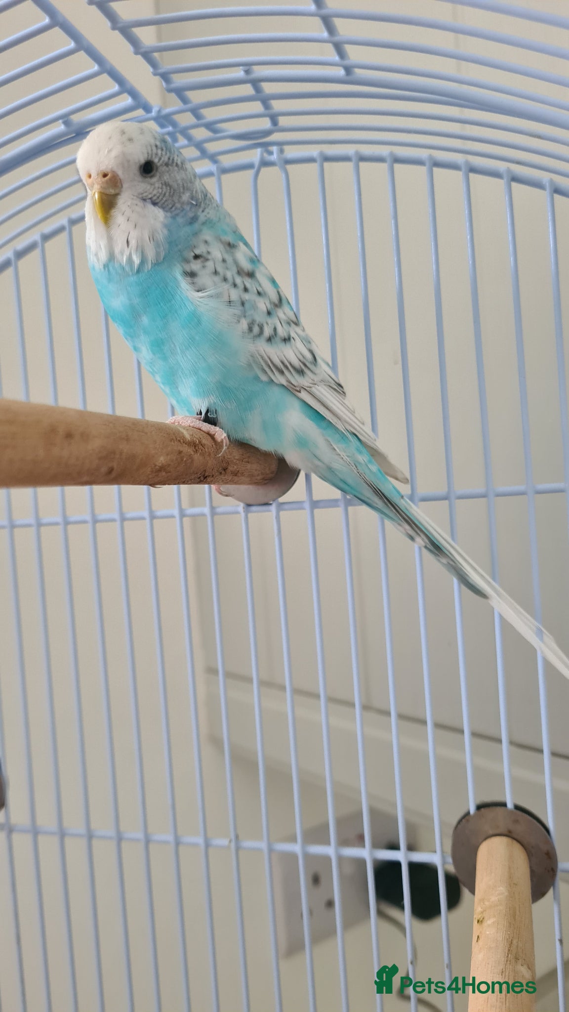 Budgerigars birds Blue Grey White Female Budgie - Advert 14