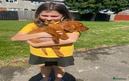 Labrador Retriever dogs for sale: Kc Labrador puppy ALLinjectionsfleawormchipinsured - Image 30
