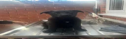 German Shepherd dogs for sale: BLACK TOP QUALITY CZECH GERMAN SHEPHERD PUPPY!! - Advert 9