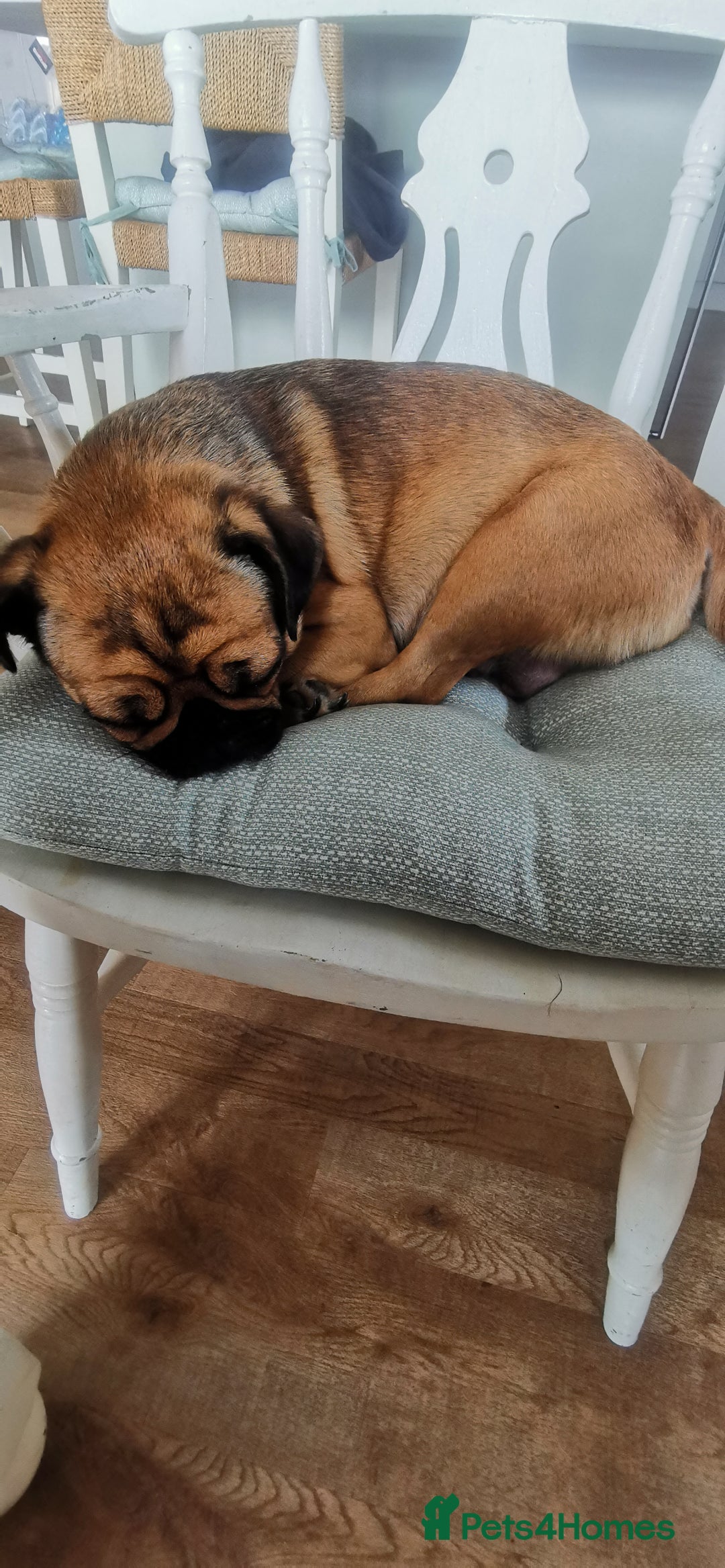 Pug dogs for sale: Pug/Japanese chin puppies  - Advert 7