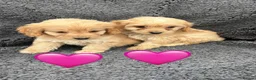 Cockapoo dogs for sale: 3 adorable Cockerpoo puppies  in Leicester - Advert 4