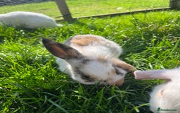 French Lop rabbits for sale: Beautiful Lop bunnies  - Image 4