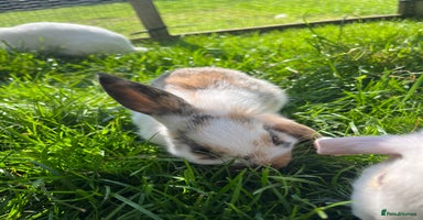French Lop rabbits - Advert 15