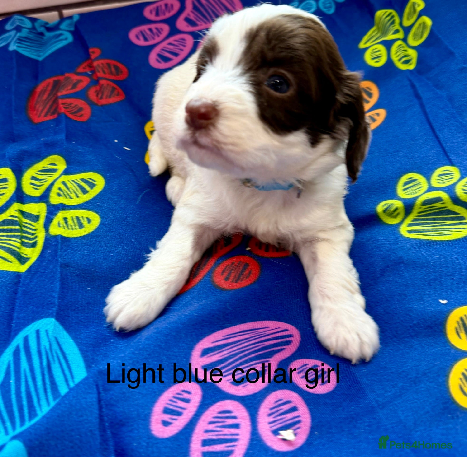 Sproodle dogs Sproodle Puppies from experienced, licensed breedr - Advert 1