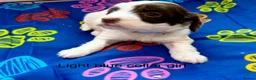 Sproodle dogs for sale: Sproodle Puppies from experienced, licensed breedr - Advert 18