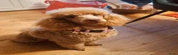 Miniature Poodle dogs for sale: Miniture Poodle Puppies - Advert 2