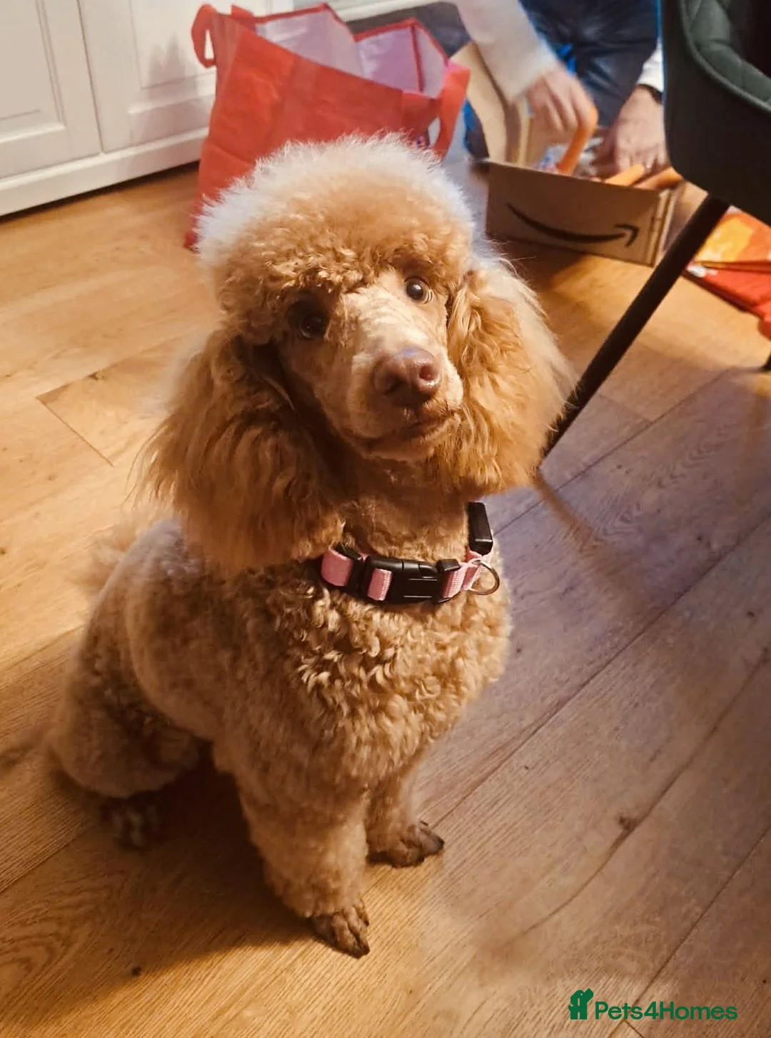 Miniature Poodle dogs for sale: Miniture Poodle Puppies - Advert 2