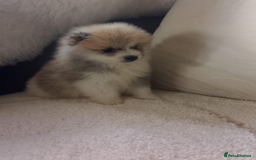 Pomeranian dogs for sale: Miniature Pomeranian puppies - Image 6