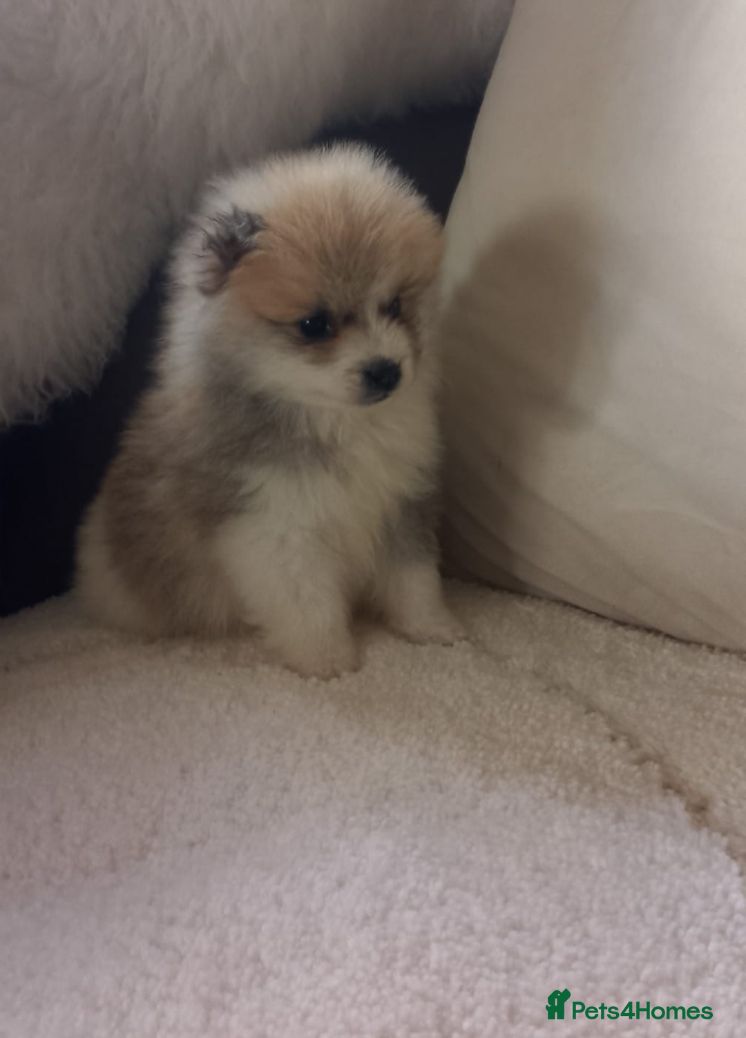 Pomeranian dogs for sale: Miniature Pomeranian puppies - Image 6
