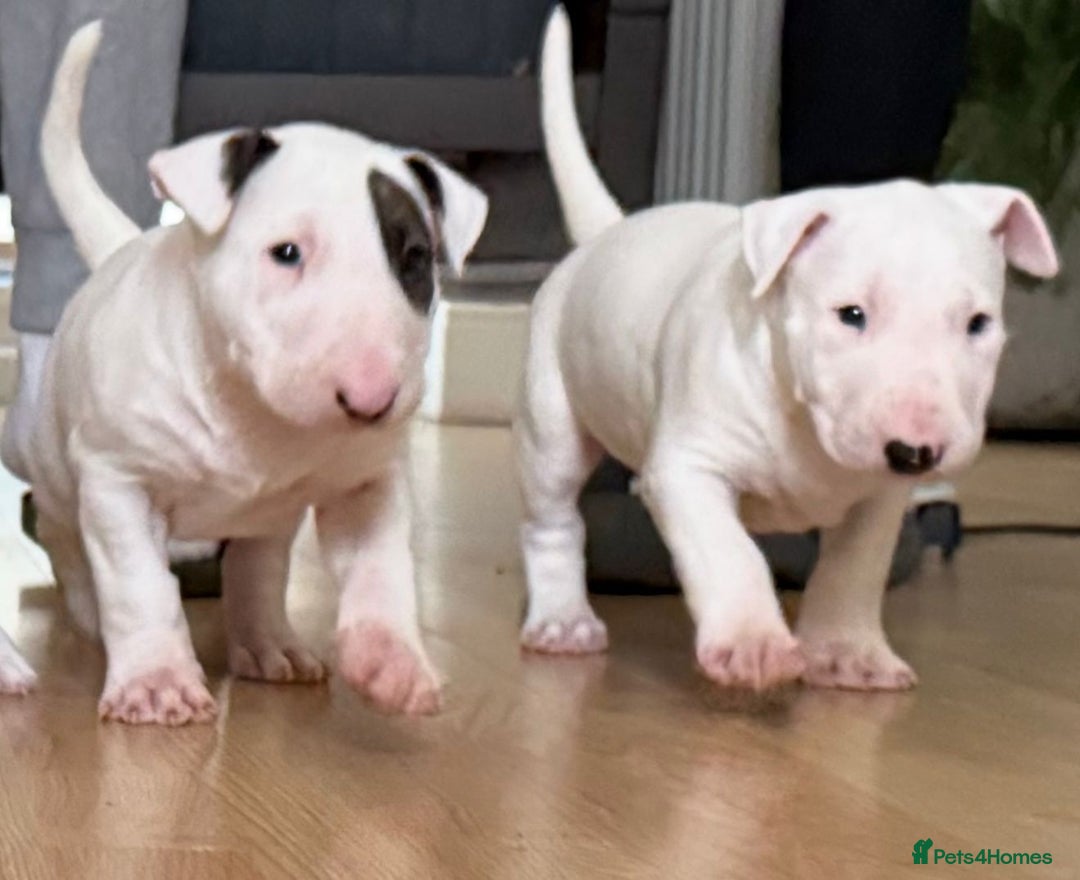 English Bull Terrier dogs for sale: English bull terierr puppies for sale  - Image 5