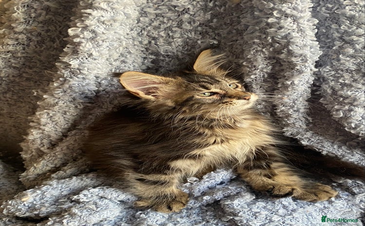Maine Coon cats - Advert 1