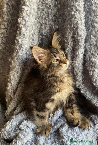Maine Coon cats - Advert 1