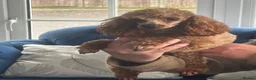 Toy Poodle dogs for stud: KC RED TOY POODLE STUD - Advert 18