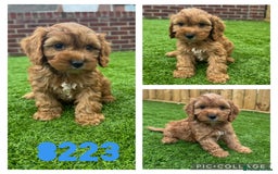 Cockapoo dogs for sale: Beautiful red F1 Cockapoos - Image 2