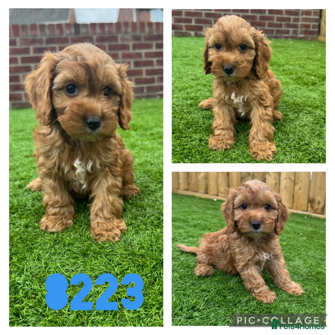 Cockapoo dogs for sale: Beautiful red F1 Cockapoos - Image 2